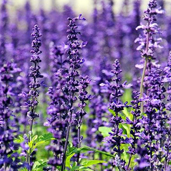 Gel douche arganicare 