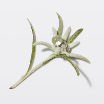 Edelweiss Genesis K&eacute;rastase