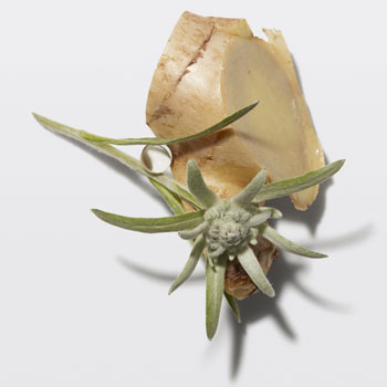 K&eacute;rastase Genesis Ingr&eacute;dient Gingembre Edelweiss