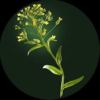 Cameline Absolue K&eacute;ratine Ren&eacute; Furterer