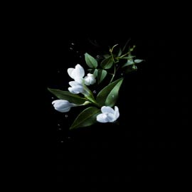 Extrait de Moringa Ren&eacute; Furterer