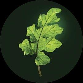 Extrait d'Acanthe Ren&eacute; Furterer