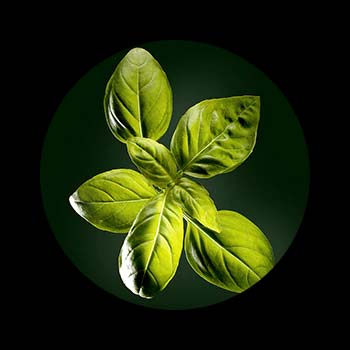 Shampooing Sec Naturia Ren&eacute; Furterer Huile Essentielle Froide de Basilic