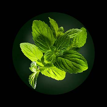 Shampooing Sec Naturia Ren&eacute; Furterer Huile Essentielle Froide de Menthe
